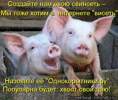 Котоматрица: Создайте нам свою свинсеть – Мы тоже хотим в  интернете "висеть" Назовите её "Однокорытники.ру" Популярна будет: хвост свой даю!