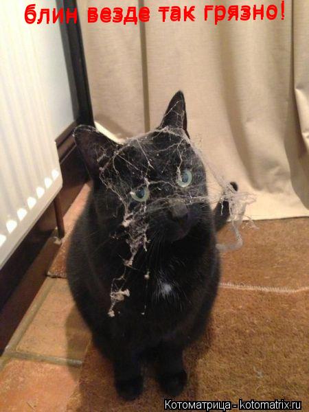 блин везде так грязно! блин везде так грязно!... Котоматрица: блин везде так грязно! блин везде так грязно!