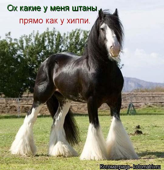 Ох какие у меня штаны , Ох какие у меня штаны , прямо как у хиппи. ,... Котоматрица: Ох какие у меня штаны , Ох какие у меня штаны , прямо как у хиппи. ,