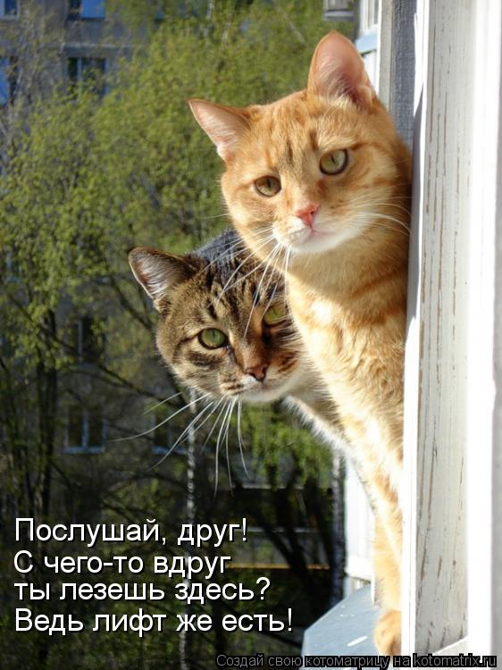 Ведь лифт же есть! ты лезешь здесь? С чего-то вдруг Послушай, друг!... Котоматрица: Ведь лифт же есть! ты лезешь здесь? С чего-то вдруг Послушай, друг!
