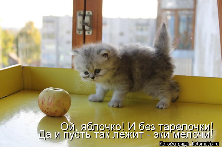 Да и пусть так лежит - эки мелочи! Ой, яблочко! И без тарелочки!... Котоматрица: Да и пусть так лежит - эки мелочи! Ой, яблочко! И без тарелочки!