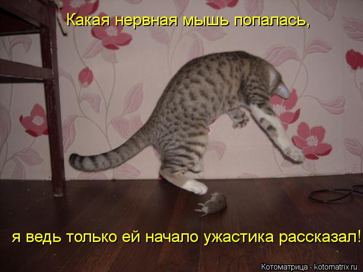 Котоматрица: Какая нервная мышь попалась, я ведь только ей начало ужастика рассказал!