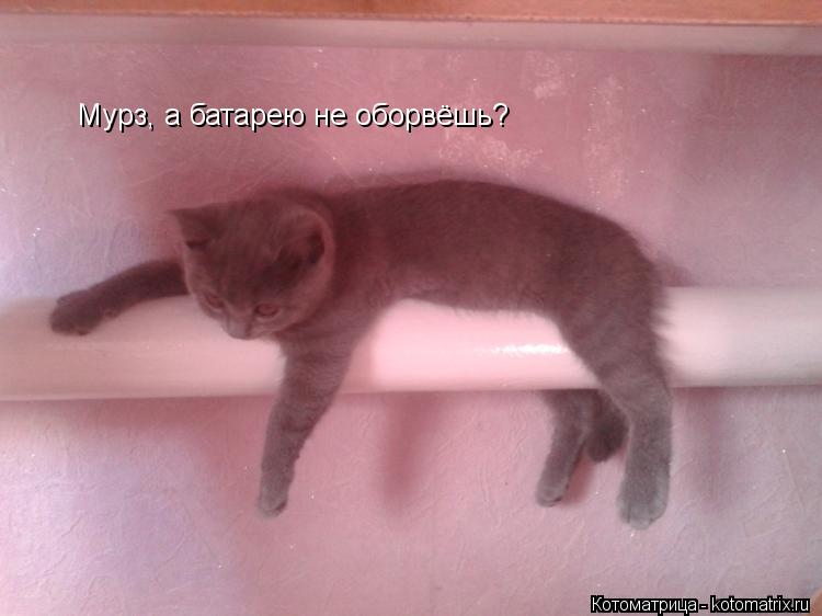 Мурз, а батарею не оборвёшь?... Котоматрица: Мурз, а батарею не оборвёшь?