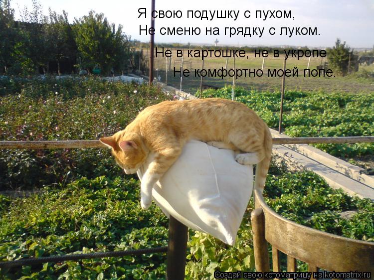 Я свою подушку с пухом, Не сменю на грядку с луком. Не в картошке, не в укропе Не комфортно моей попе... Котоматрица: Я свою подушку с пухом, Не сменю на грядку с луком. Не в картошке, не в укропе Не комфортно моей попе.