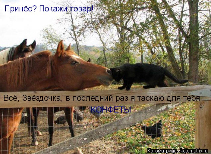 Всё, Звёздочка, в последний раз я таскаю для тебя КОНФЕТЫ Принёс? Покажи товар!... Котоматрица: Всё, Звёздочка, в последний раз я таскаю для тебя КОНФЕТЫ Принёс? Покажи товар!