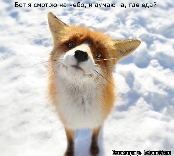 -Вот я смотрю на небо, и думаю: а, где еда?... Котоматрица: -Вот я смотрю на небо, и думаю: а, где еда?