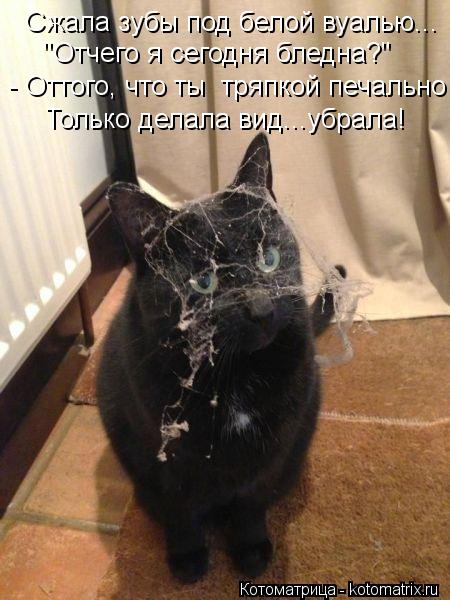 Сжала зубы под белой вуалью... "Отчего я сегодня бледна?" - Оттого, что ты тряпкой печально Только д... Котоматрица: Сжала зубы под белой вуалью... "Отчего я сегодня бледна?" - Оттого, что ты тряпкой печально Только делала вид...убрала!