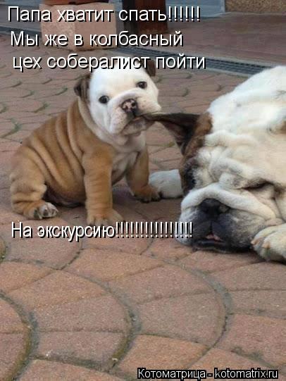 Папа хватит спать!!!!!! Мы же в колбасный цех собералист пойти На экскурсию!!!!!!!!!!!!!!!!... Котоматрица: Папа хватит спать!!!!!! Мы же в колбасный цех собералист пойти На экскурсию!!!!!!!!!!!!!!!!