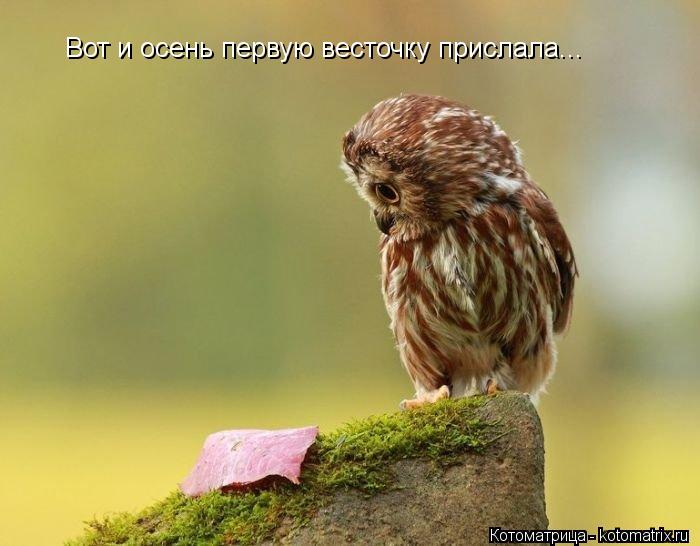 Вот и осень первую весточку прислала...... Котоматрица: Вот и осень первую весточку прислала...