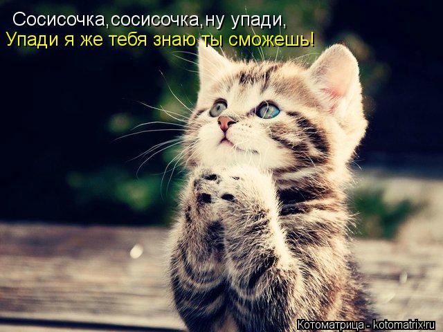 Сосисочка,сосисочка,ну упади, Упади я же тебя знаю ты сможешь!... Котоматрица: Сосисочка,сосисочка,ну упади, Упади я же тебя знаю ты сможешь!