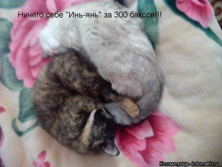 Ничего себе "Инь-янь" за 300 баксов!!!... Котоматрица: Ничего себе "Инь-янь" за 300 баксов!!!