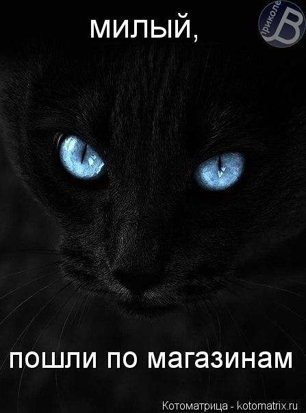 Котоматрица: милый, пошли по магазинам