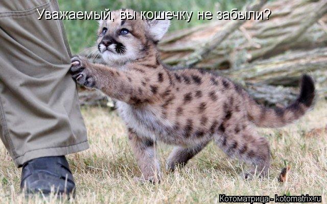Уважаемый, вы кошечку не забыли?... Котоматрица: Уважаемый, вы кошечку не забыли?