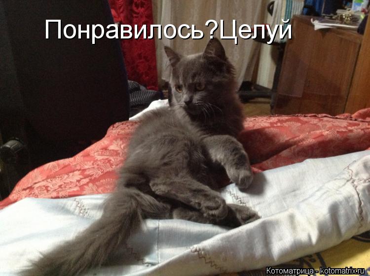 Котоматрица: Понравилось?Целуй