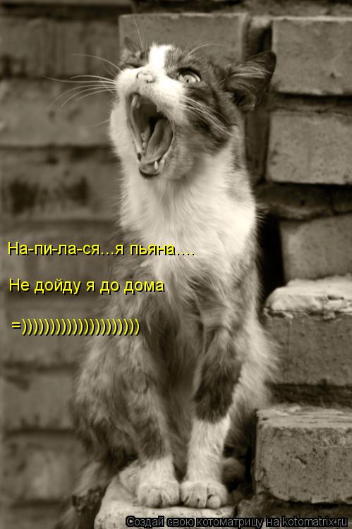 Не дойду я до дома =))))))))))))))))))))) На-пи-ла-ся...я пьяна....... Котоматрица: Не дойду я до дома =))))))))))))))))))))) На-пи-ла-ся...я пьяна....