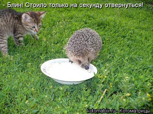 Котоматрица: - Блин! Стоило только на секунду отвернуться!