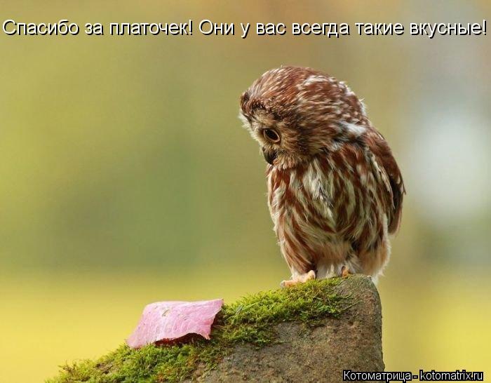 Спасибо за платочек! Они у вас всегда такие вкусные!... Котоматрица: Спасибо за платочек! Они у вас всегда такие вкусные!