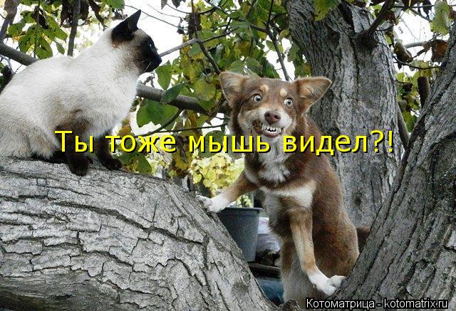 Ты тоже мышь видел?!... Котоматрица: Ты тоже мышь видел?!