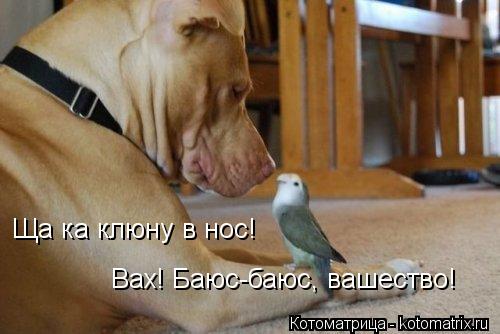 Ща ка клюну в нос! Вах! Баюс-баюс, вашество!... Котоматрица: Ща ка клюну в нос! Вах! Баюс-баюс, вашество!