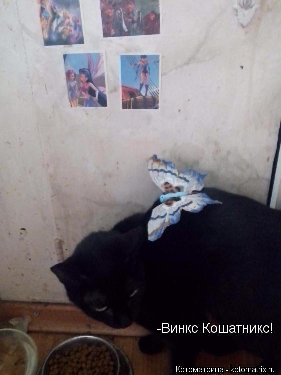 -Винкс Кошатникс!... Котоматрица: -Винкс Кошатникс!