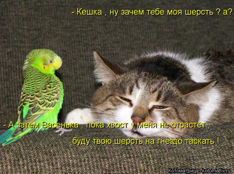 - Кешка , ну зачем тебе моя шерсть ? а? - А затем Васенька , пока хвост у меня не отрастёт , буду тв... Котоматрица: - Кешка , ну зачем тебе моя шерсть ? а? - А затем Васенька , пока хвост у меня не отрастёт , буду твою шерсть на гнездо таскать !