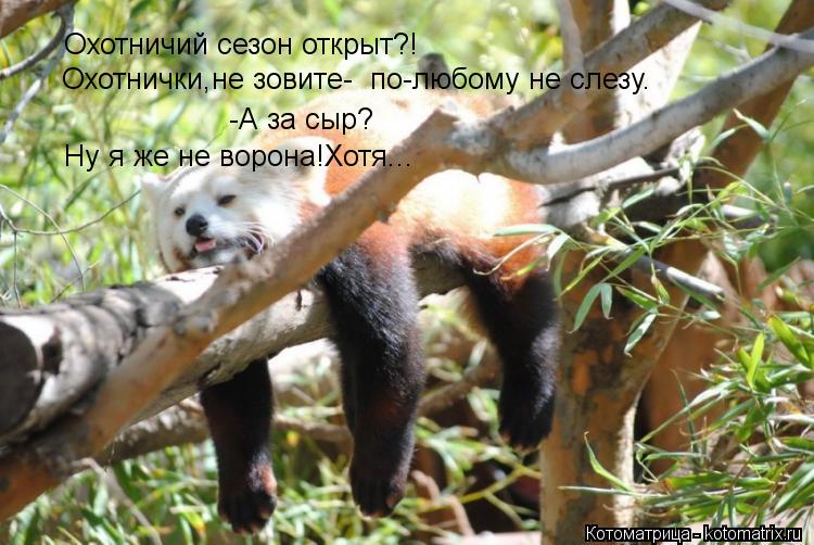 Охотничий сезон открыт?! Охотнички,не зовите- по-любому не слезу. -А за сыр? Ну я же не ворона!Хотя.... Котоматрица: Охотничий сезон открыт?! Охотнички,не зовите- по-любому не слезу. -А за сыр? Ну я же не ворона!Хотя...
