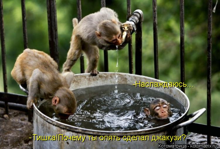 Тишка!Почему ты опять сделал джакузи? -Наслаждаюсь... -... Котоматрица: Тишка!Почему ты опять сделал джакузи? -Наслаждаюсь... -