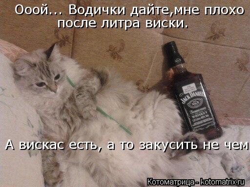 Ооой... Водички дайте,мне плохо после литра виски. А вискас есть, а то закусить не чем, (... Котоматрица: Ооой... Водички дайте,мне плохо после литра виски. А вискас есть, а то закусить не чем, (