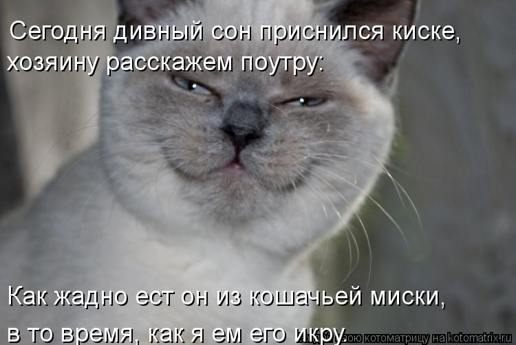 Как жадно ест он из кошачьей миски, в то время, как я ем его икру. Сегодня дивный сон приснился киск... Котоматрица: Как жадно ест он из кошачьей миски, в то время, как я ем его икру. Сегодня дивный сон приснился киске, хозяину расскажем поутру:
