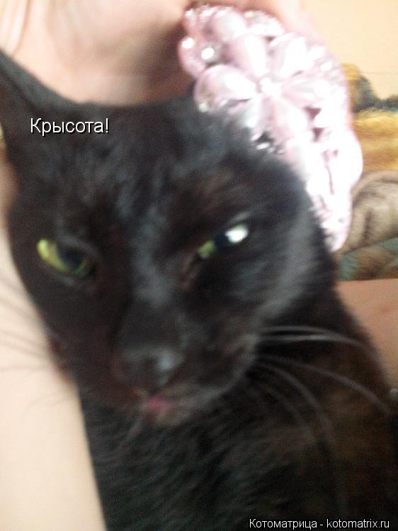 Крысота!... Котоматрица: Крысота!