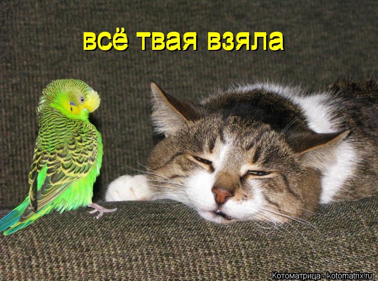 всё твая взяла всё твая взяла всё твая взяла всё твая взяла... Котоматрица: всё твая взяла всё твая взяла всё твая взяла всё твая взяла