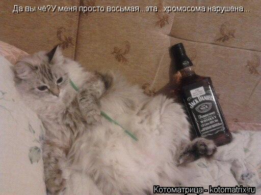 Да вы чё?У меня просто восьмая...эта...хромосома нарушена...... Котоматрица: Да вы чё?У меня просто восьмая...эта...хромосома нарушена...