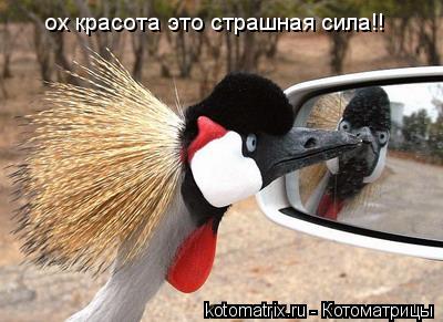 ох красота это страшная сила!!... Котоматрица: ох красота это страшная сила!!