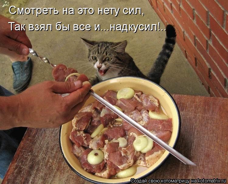 Смотреть на это нету сил, Так взял бы все и...надкусил!..... Котоматрица: Смотреть на это нету сил, Так взял бы все и...надкусил!..