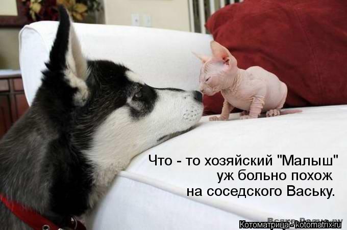 Что - то хозяйский "Малыш" уж больно похож на соседского Ваську.... Котоматрица: Что - то хозяйский "Малыш" уж больно похож на соседского Ваську.