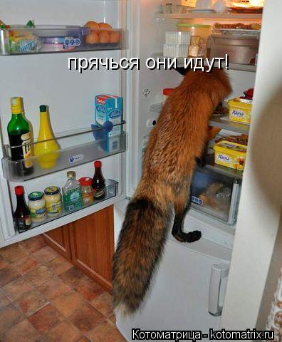 прячься они идут!... Котоматрица: прячься они идут!