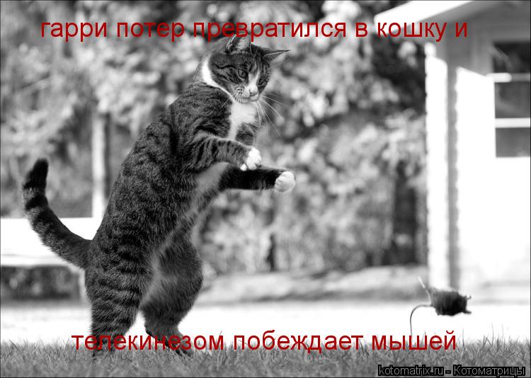гарри потер превратился в кошку и телекинезом побеждает мышей... Котоматрица: гарри потер превратился в кошку и телекинезом побеждает мышей