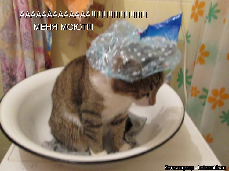 ААААААААААААА!!!!!!!!!!!!!!!!!!!!!!! МЕНЯ МОЮТ!!!... Котоматрица: ААААААААААААА!!!!!!!!!!!!!!!!!!!!!!! МЕНЯ МОЮТ!!!