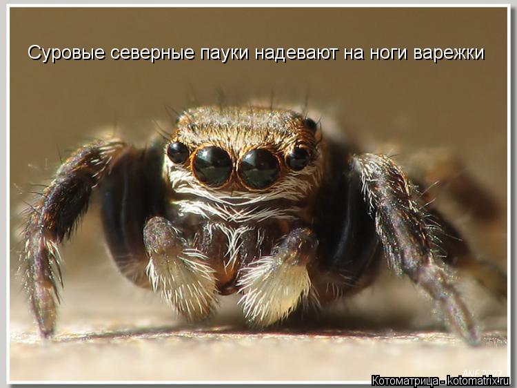 Суровые северные пауки надевают на ноги варежки... Котоматрица: Суровые северные пауки надевают на ноги варежки