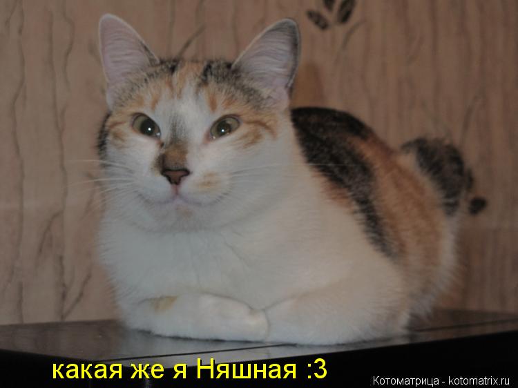 какая же я Няшная :3... Котоматрица: какая же я Няшная :3