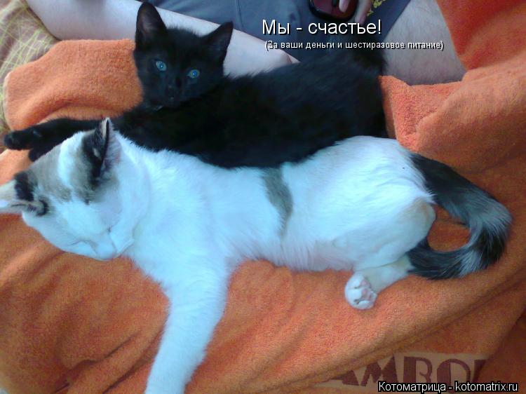 Мы - счастье! (За ваши деньги и шестиразовое питание)... Котоматрица: Мы - счастье! (За ваши деньги и шестиразовое питание)