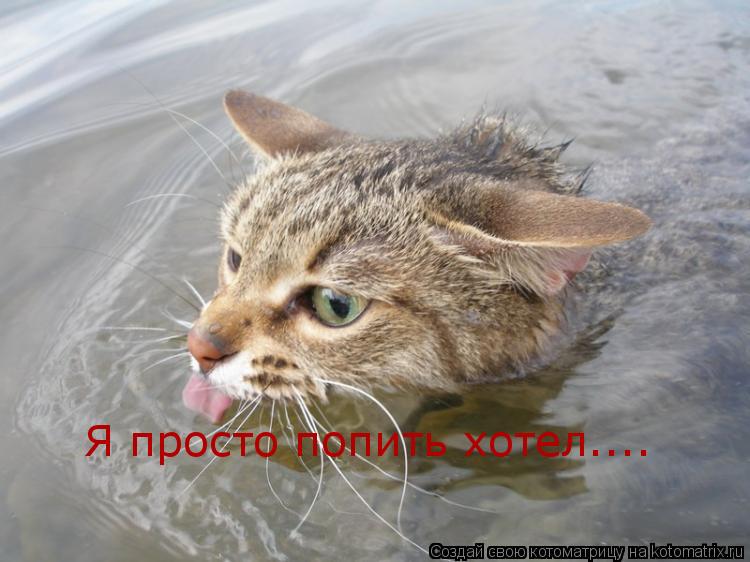 Я просто попить хотел....... Котоматрица: Я просто попить хотел....