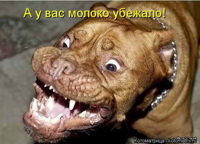 А у вас молоко убежало!... Котоматрица: А у вас молоко убежало!
