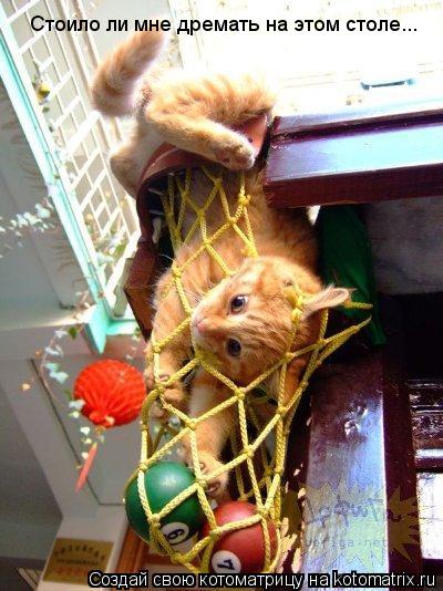 Стоило ли мне дремать на этом столе...... Котоматрица: Стоило ли мне дремать на этом столе...