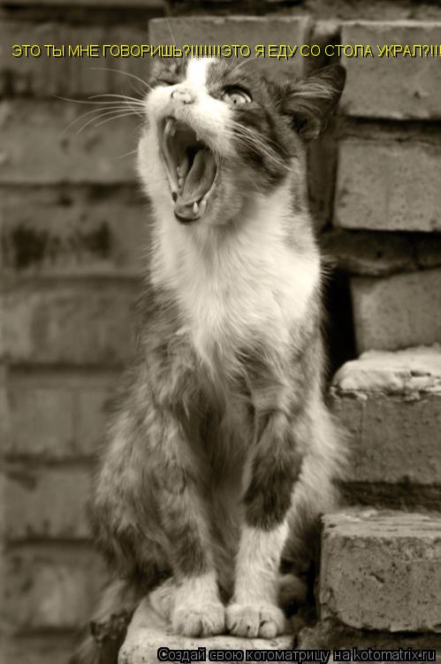 ЭТО ТЫ МНЕ ГОВОРИШЬ?!!!!!!!ЭТО Я ЕДУ СО СТОЛА УКРАЛ?!!!!!... Котоматрица: ЭТО ТЫ МНЕ ГОВОРИШЬ?!!!!!!!ЭТО Я ЕДУ СО СТОЛА УКРАЛ?!!!!!