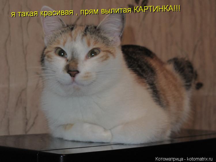 я такая красивая , прям вылитая КАРТИНКА!!!... Котоматрица: я такая красивая , прям вылитая КАРТИНКА!!!