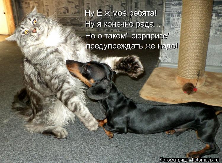 Ну Ё ж моё ребята! Ну я конечно рада... Но о таком" сюрпризе" предупреждать же надо!... Котоматрица: Ну Ё ж моё ребята! Ну я конечно рада... Но о таком" сюрпризе" предупреждать же надо!