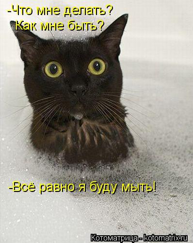 -Что мне делать? Как мне быть? -Всё равно я буду мыть!... Котоматрица: -Что мне делать? Как мне быть? -Всё равно я буду мыть!