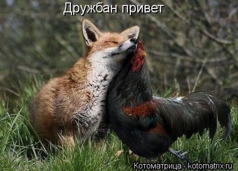 Дружбан привет... Котоматрица: Дружбан привет