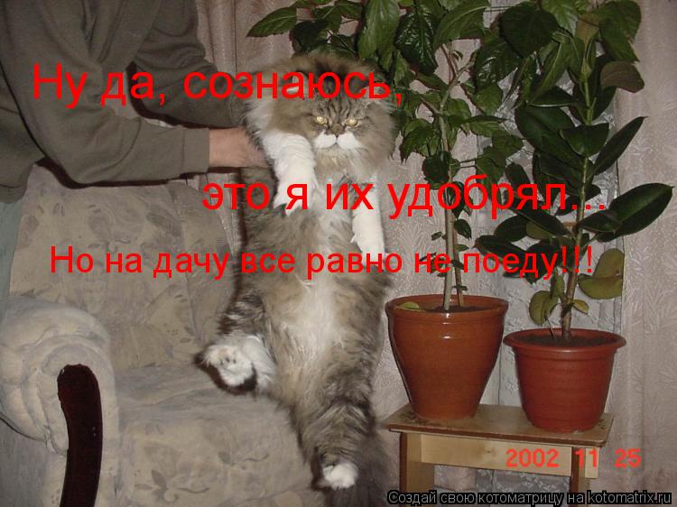 Ну да, сознаюсь, это я их удобрял... Но на дачу все равно не поеду!!!... Котоматрица: Ну да, сознаюсь, это я их удобрял... Но на дачу все равно не поеду!!!